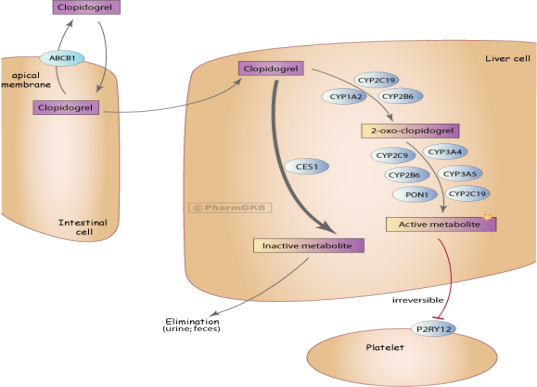 氯吡格雷抗血小板聚集机理_P2Y12受体拮抗剂的选择困惑——氯吡格雷还是替格瑞洛？_万象城AWC基因