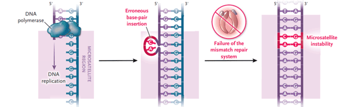 MMR系统与MSI关系_万象城AWC基因